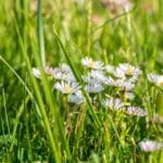 Créer une prairie fleurie dans son jardin ?