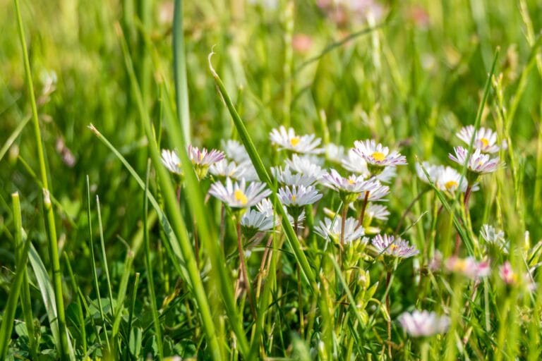 Créer une prairie fleurie dans son jardin ?