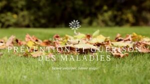 Le guide sur la prévention et la guérison des maladies du gazon