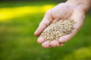 Main tenant des semences de gazon
