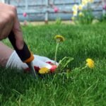 Désherbage manuel d'un pissenlit dans le gazon