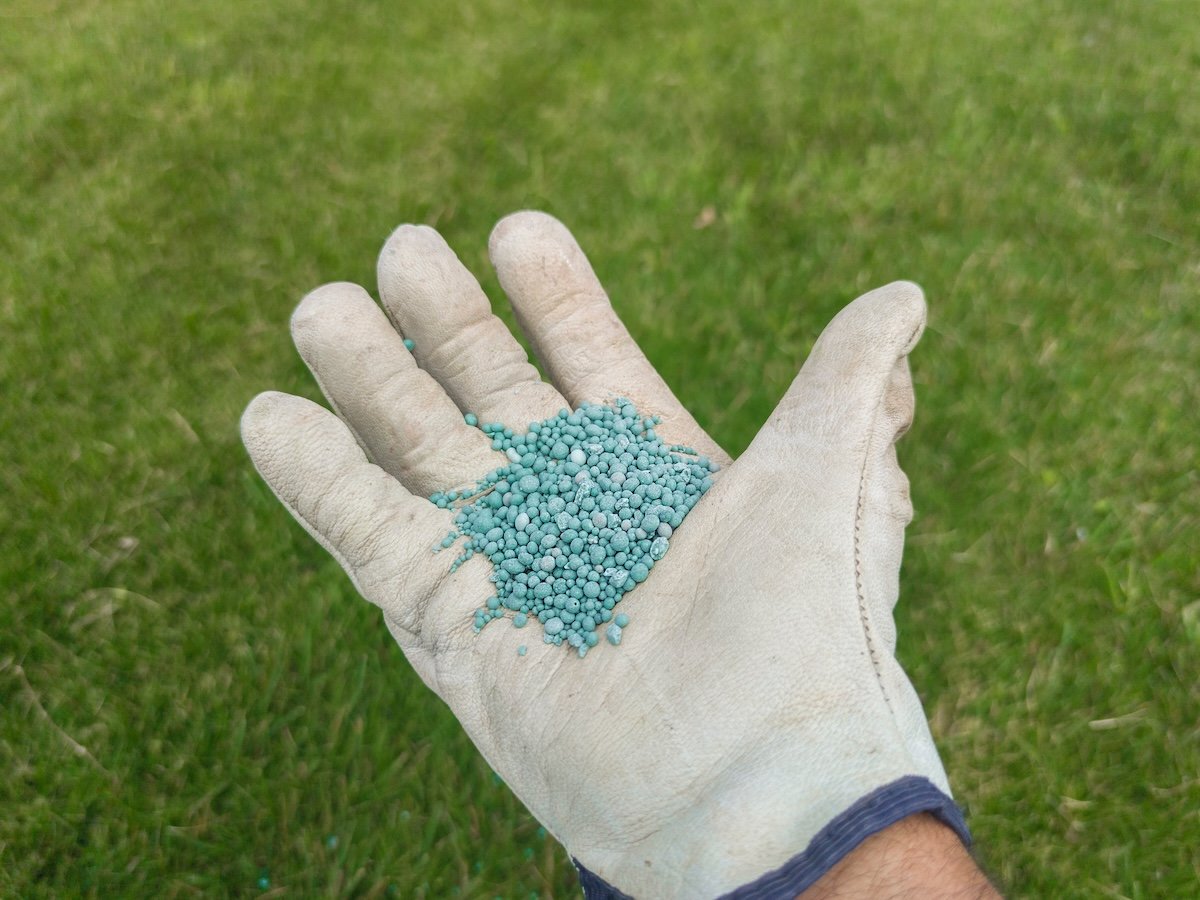 Fertilisation du gazon à l'aide d'un engrais NPK