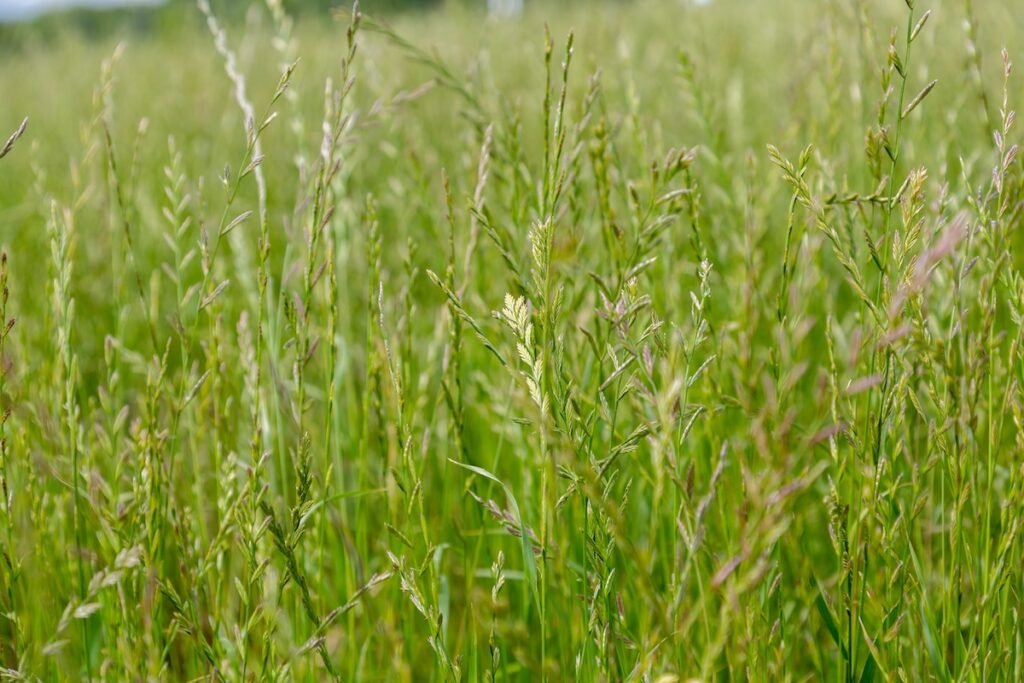 La montaison du gazon : découvrez et gérez la montée en graines de votre pelouse !