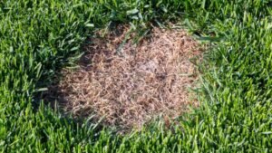 Maladies du gazon : comment les reconnaître, prévention et guérison - Pelouse-et-Gazon.fr