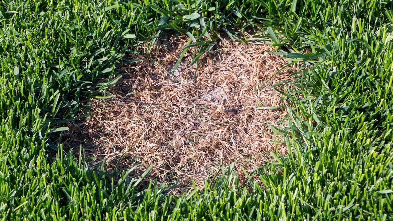 Maladies du gazon : comment les reconnaître, prévention et guérison - Pelouse-et-Gazon.fr