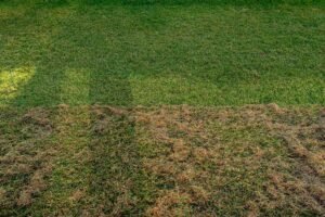 La scarification du gazon