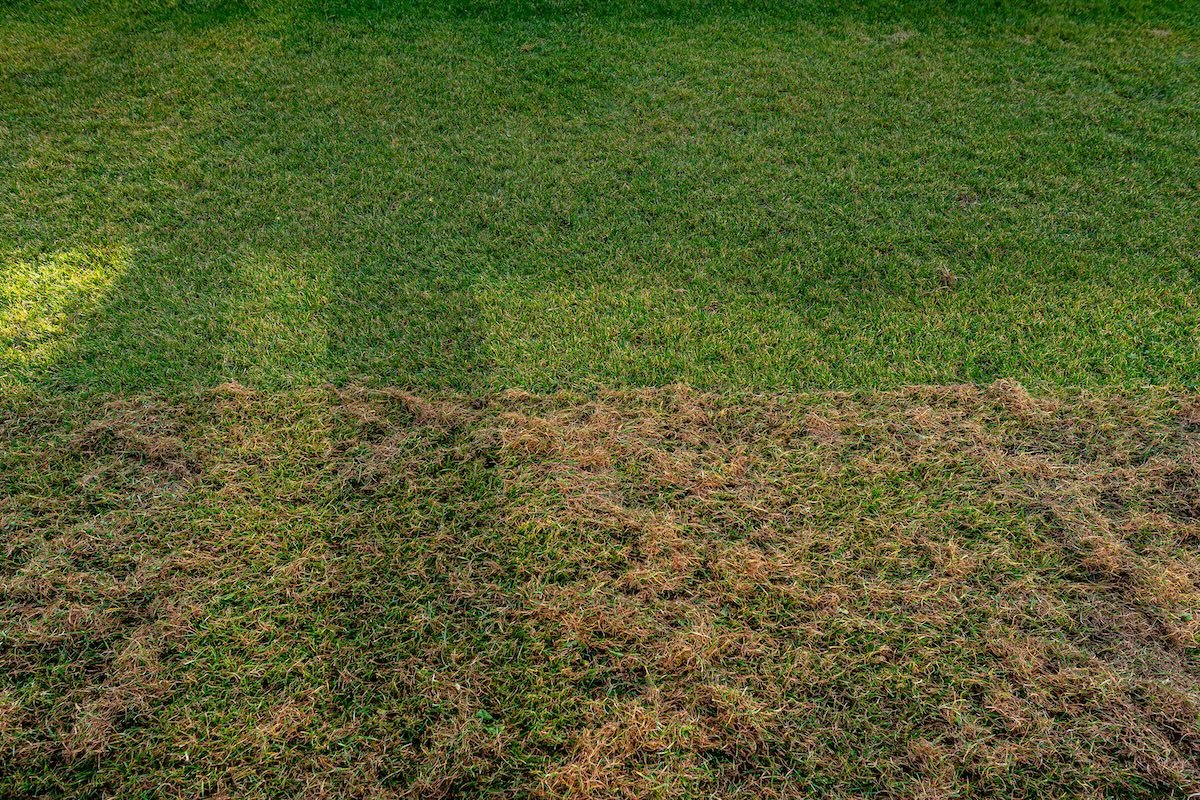 La scarification du gazon