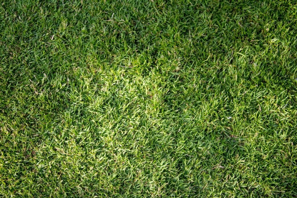 Le Bermuda Grass, Cynodon Dactylon, ou Chiendent pied-de-poule